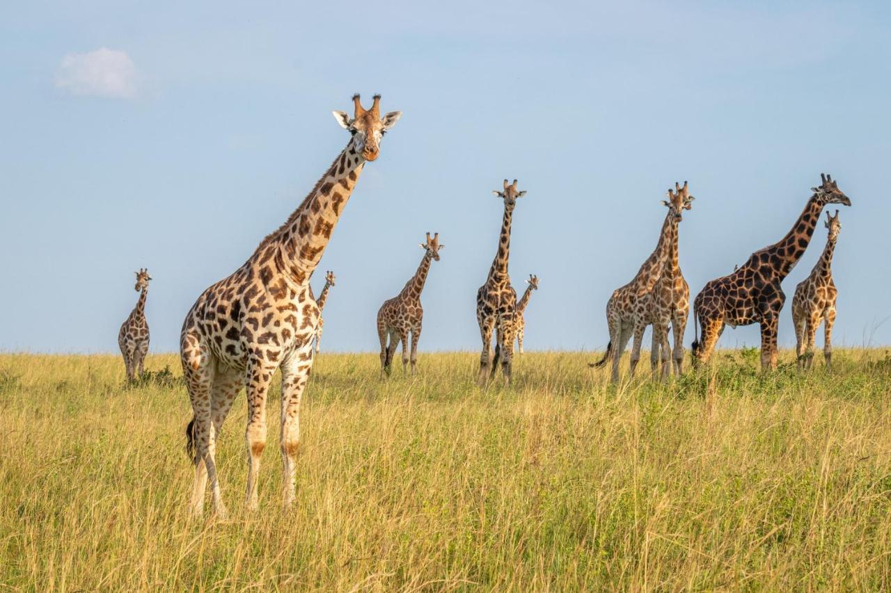 Zebula Boutique Hotel Mabula Game Reserve Экстерьер фото